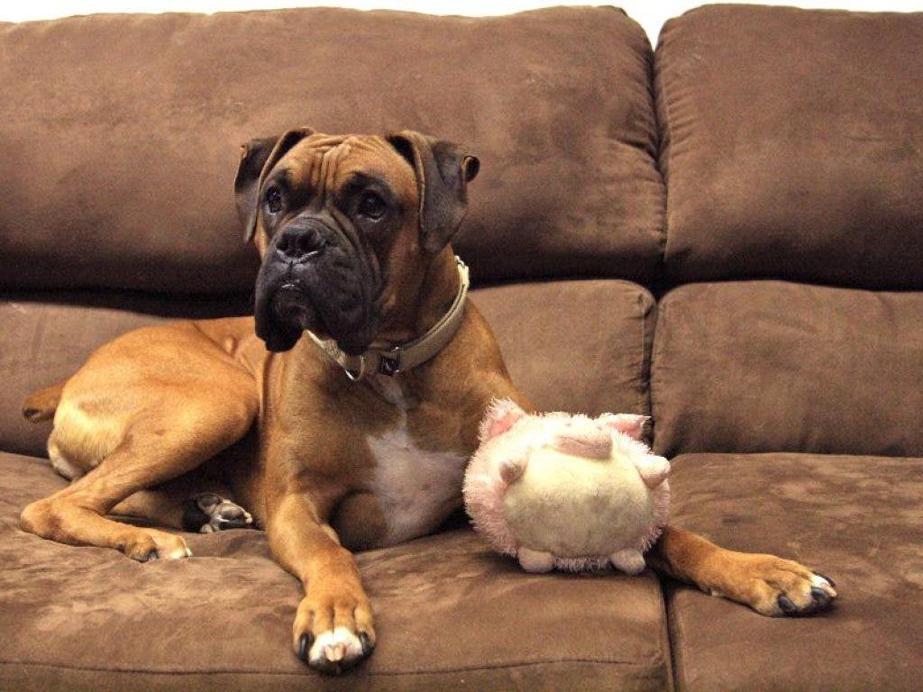 Pet of the Week: Playful Simba Needs a Home