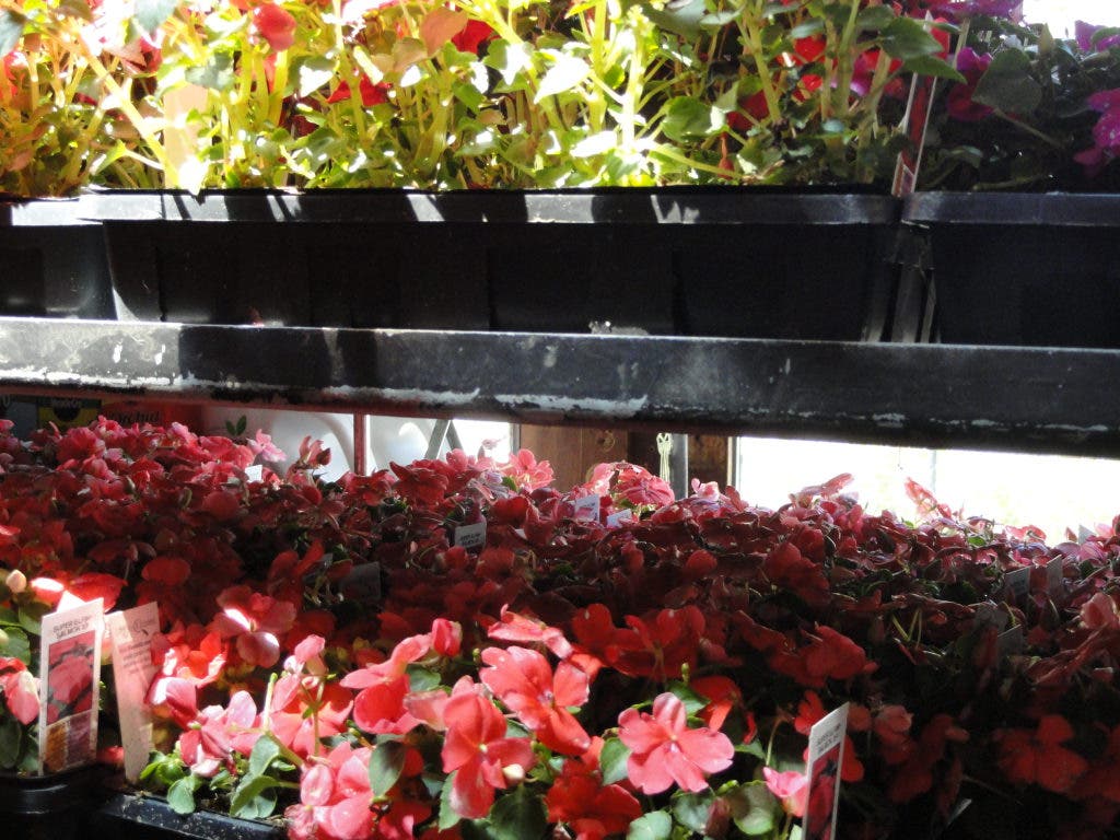 [PHOTOS] Rockridge Flowers is Rye Patch Readers' Choice | Rye, NY Patch