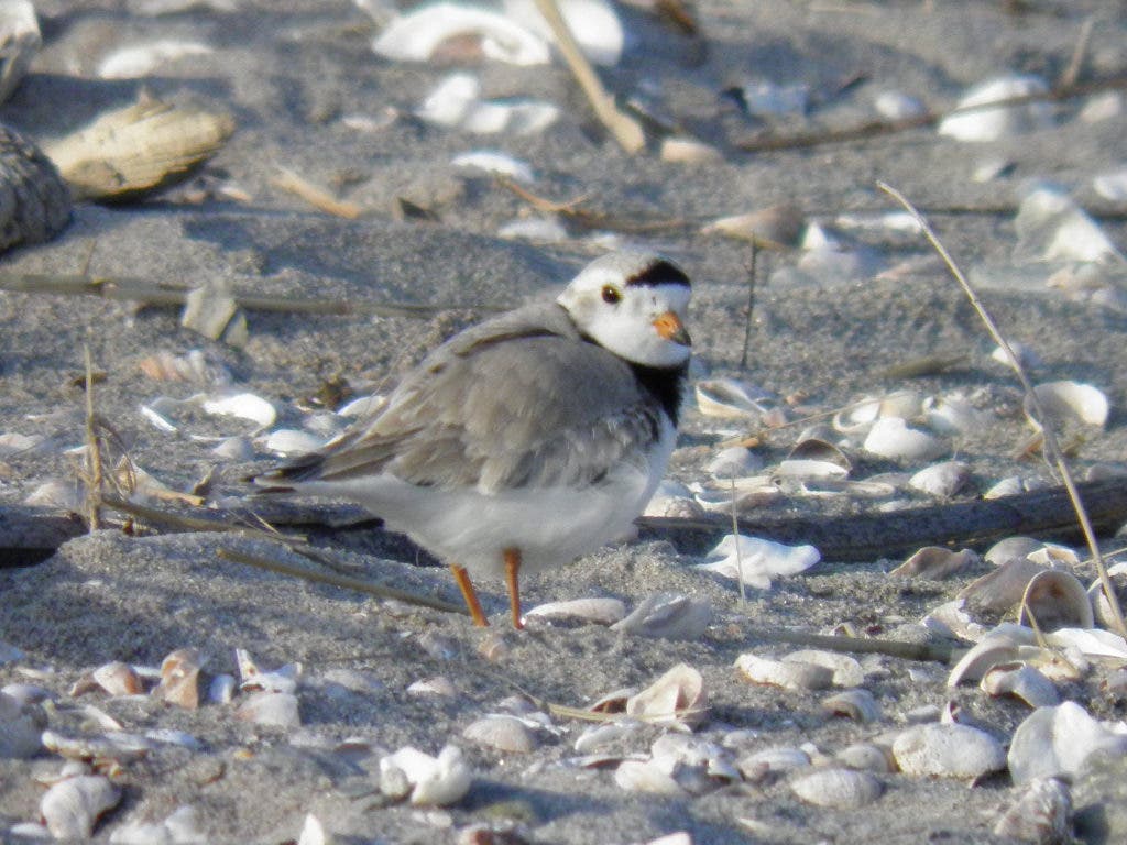 Protect the Rare Birds of Long Beach with a ModestlySized Boardwalk