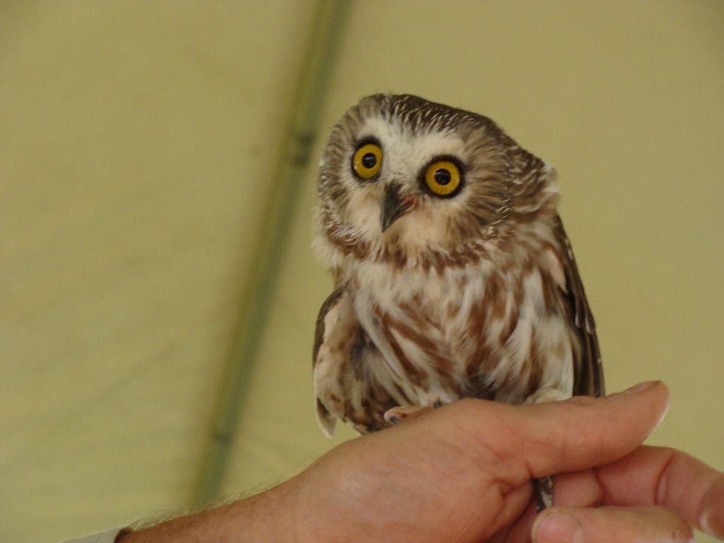 Great Stratford Bird Festival Takes Flight Oct. 5 Stratford, CT Patch