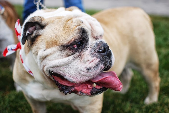 County Hosts Bark In The Park At Overpeck Teaneck NJ Patch