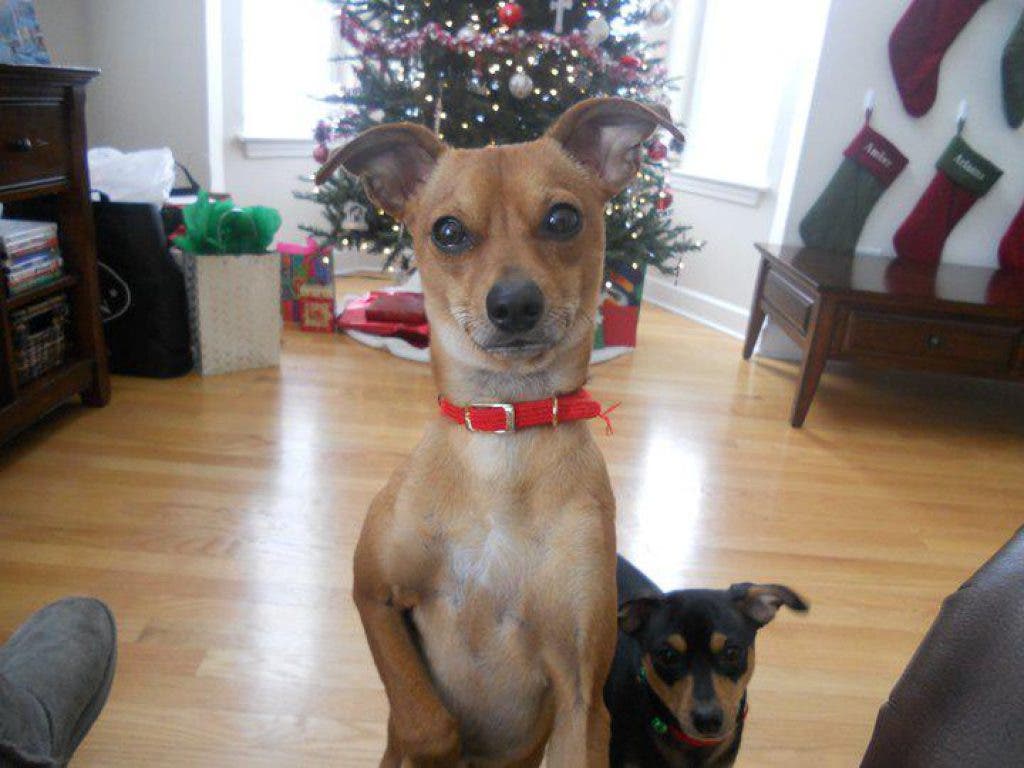 Naperville Pooch Missing After Slipping Out of Collar Naperville, IL