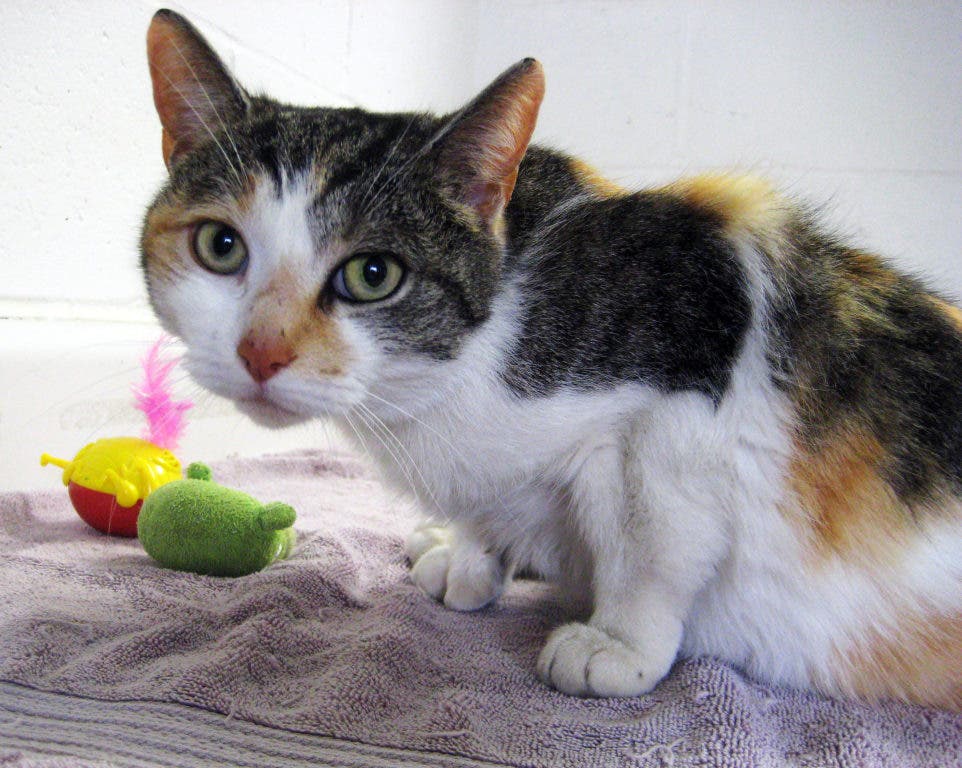 Pet of the Week Hallie North Kingstown, RI Patch