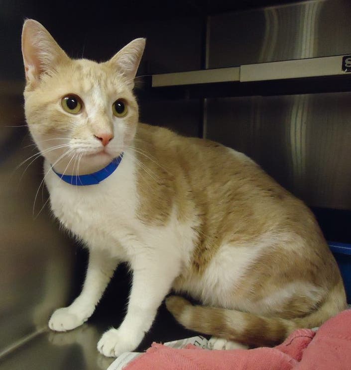 Please Adopt From the Cobb County Animal Shelter Northeast Cobb, GA Patch