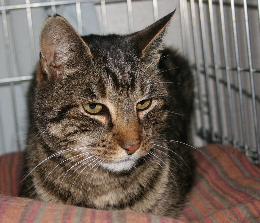 Meet "Bo" Paws of Plainville Pet of the Week Wrentham, MA Patch