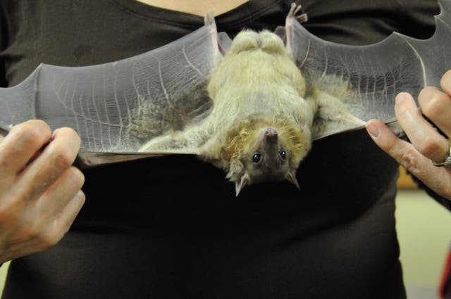 Bat From Rio Do You Know Where Bats Are Living in RI? | Cranston, RI Patch