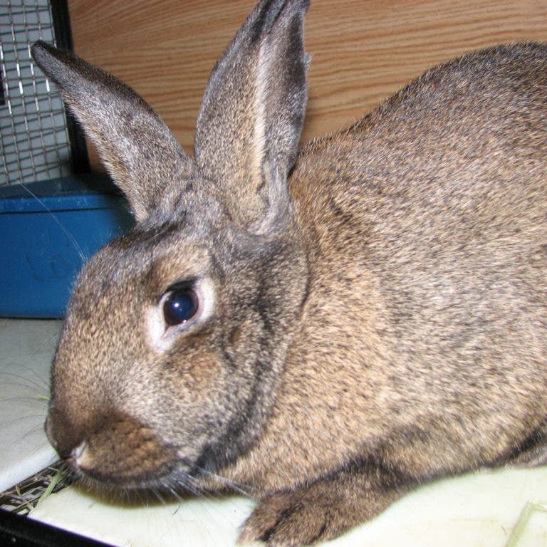 Darlene the Bunny Queen