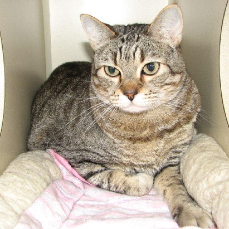 Tickler the Tabby Cat Craves a Loving Home
