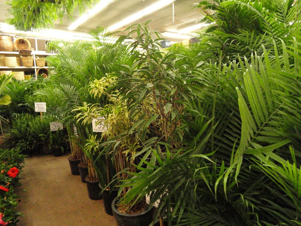 Readers Choose Metropolitan Plant and Flower Exchange