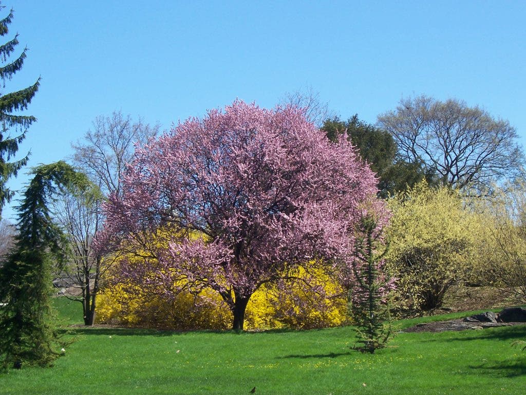 Spring Time Connecticut Springtime Renewal | Westport, CT Patch