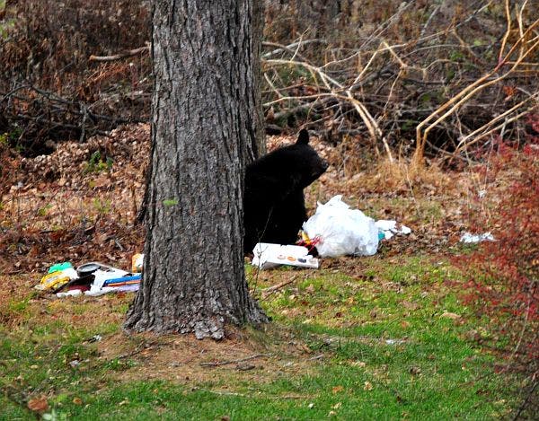 Five Things to Know About Dealing With Bears