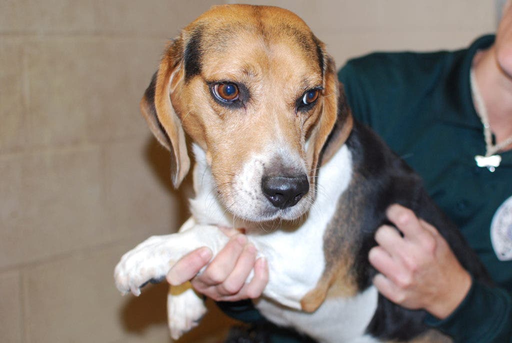 Naugatuck Rescued Animals Need Homes Naugatuck, CT Patch