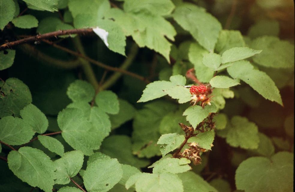 Wild Edible and Medicinal Plants Norristown, PA Patch