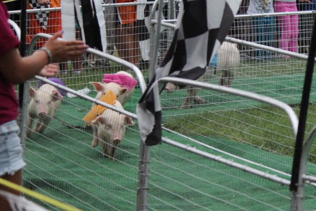Arlington County Fair: Piglet Races | Arlington, VA Patch