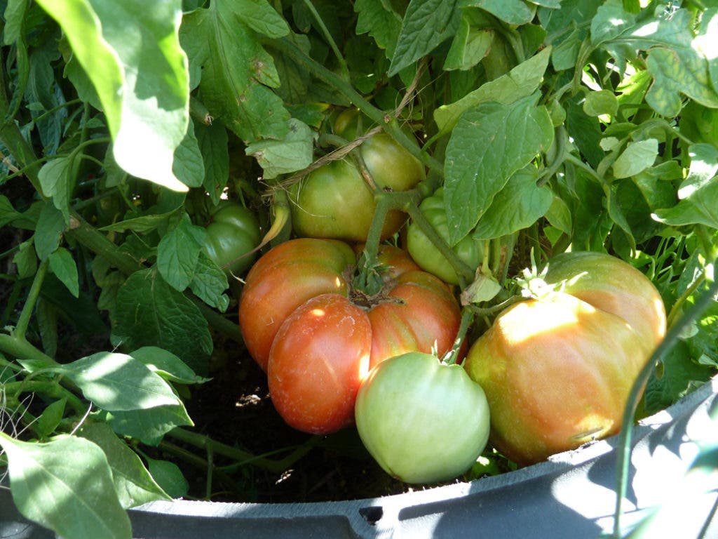 Family's 2-Pound Tomato More Than an 'Heirloom' | Chatham, NJ Patch