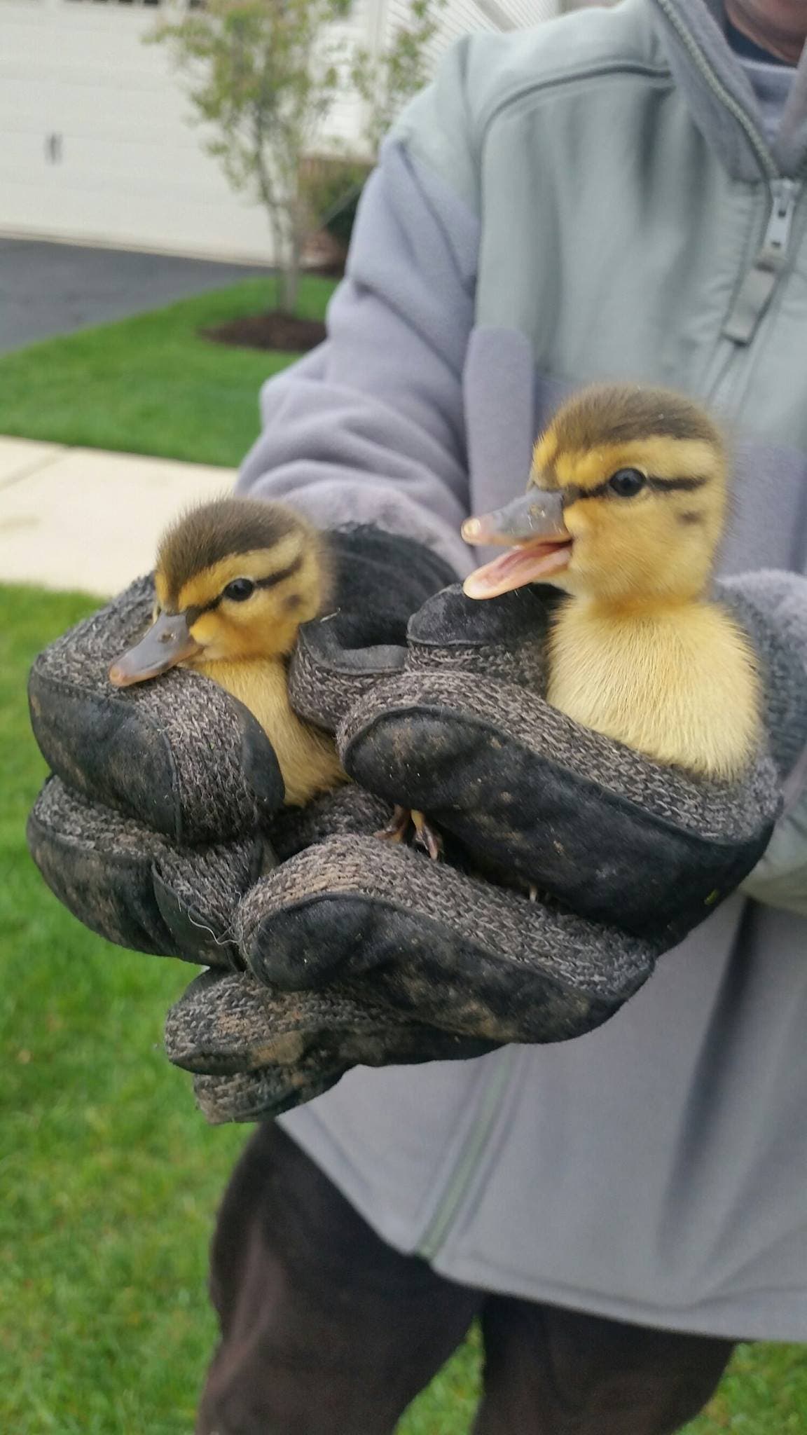 Aurora Police Officer, Residents Save Ducklings from Storm Drain ...