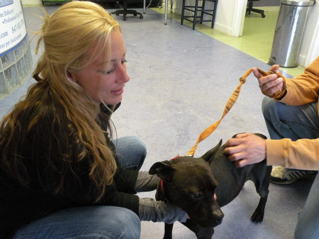 Animal House's Dash for Dogs Helping Save Animals Huntley, IL Patch