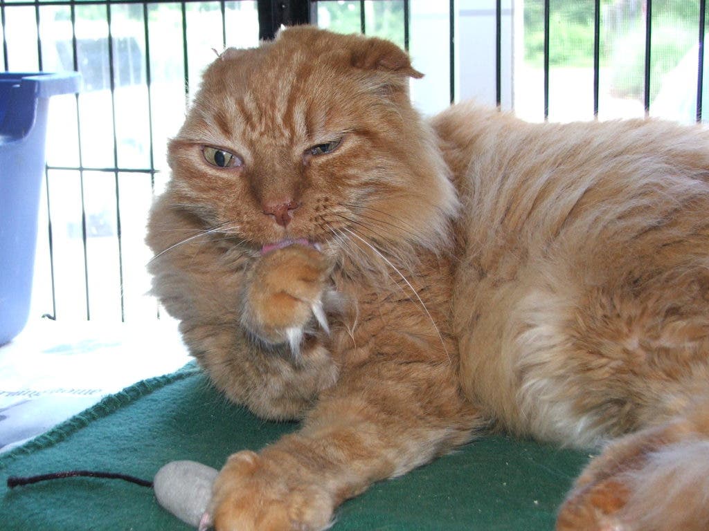 Animal Shelter Hosts Open House, Raises Money To Keep Its Cause Alive