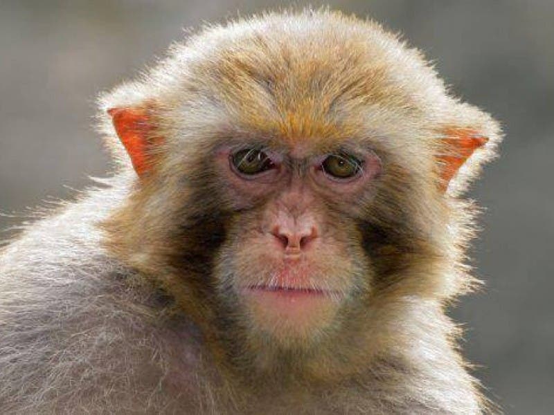 Poop-Powered Rockets, Monkey 911 Calls, Fugitive Captures After 11 ...