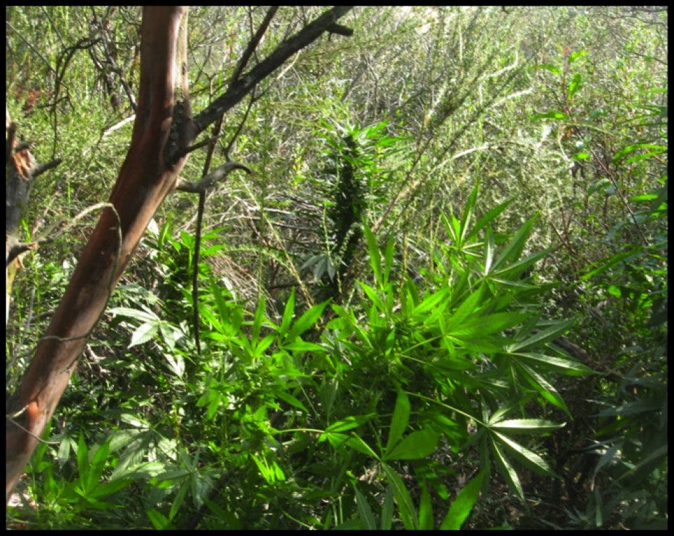 Nearly 100K Marijuana Plants Seized in San Diego County Rancho