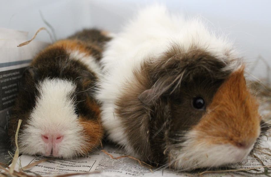 Snowflake and Zoe Need to be Adopted Concord, NH Patch