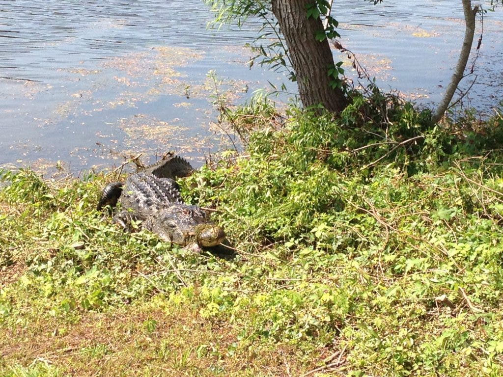 Hello, Alligator Gator Grabs Snack at Crowfield Lake Goose Creek, SC