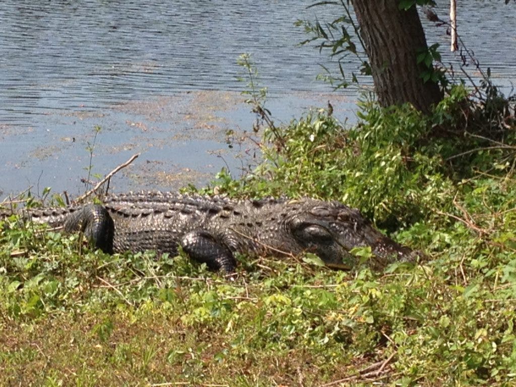Hello, Alligator Gator Grabs Snack at Crowfield Lake Goose Creek, SC