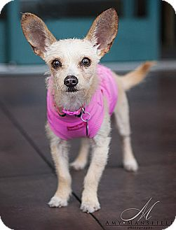 ARRF DOG ADOPTIONS | Encinitas, CA Patch