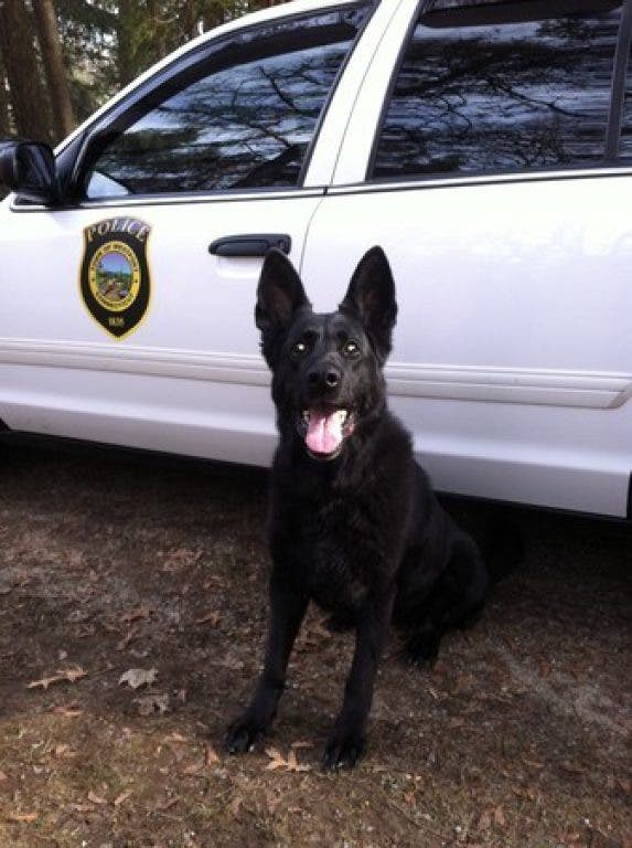 Naugatuck SportsBeat Top Dogs Naugatuck, CT Patch