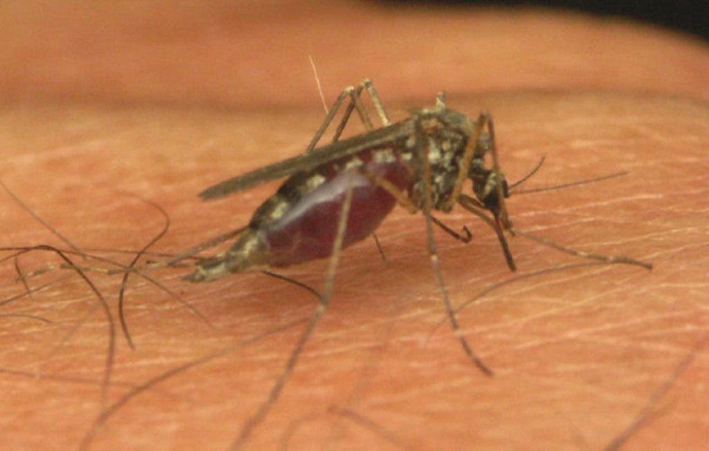Mosquito Management Tips from the City of Roseville Roseville, MN Patch
