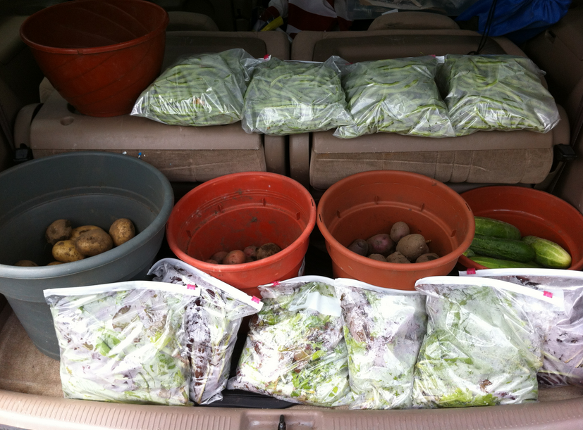 Hewlett Community Garden Yielding Tasty Greens Five Towns, NY Patch