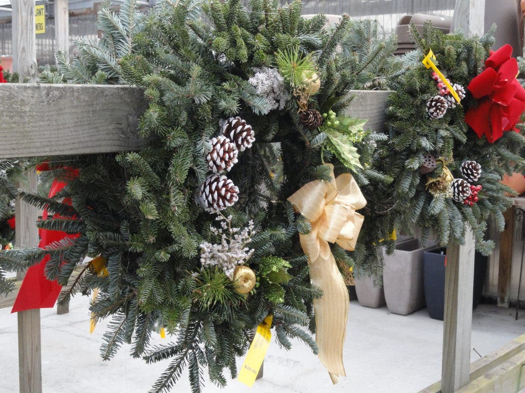 15 Shopping Days Left Daisy Garden Offers More Than Just Plants