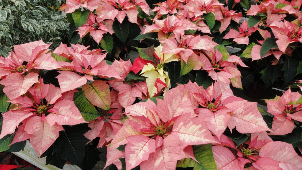 15 Shopping Days Left Daisy Garden Offers More Than Just Plants