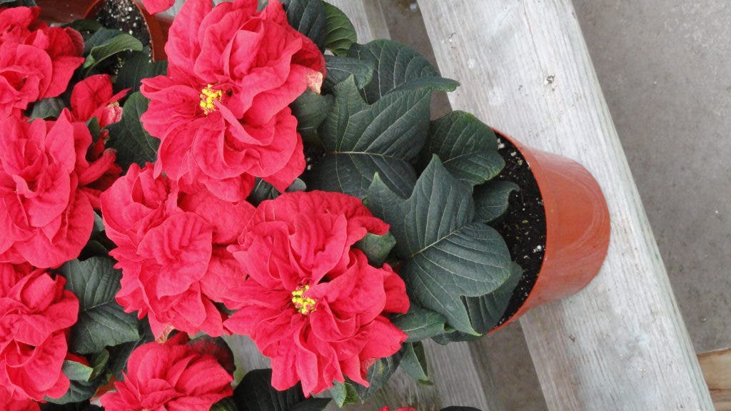 15 Shopping Days Left Daisy Garden Offers More Than Just Plants