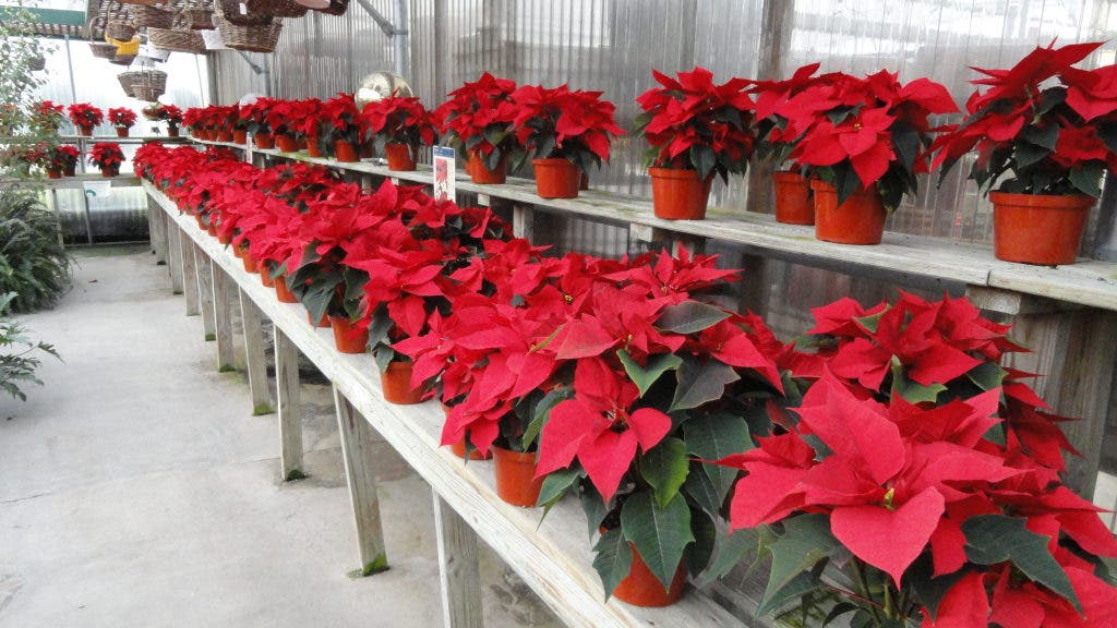 15 Shopping Days Left Daisy Garden Offers More Than Just Plants