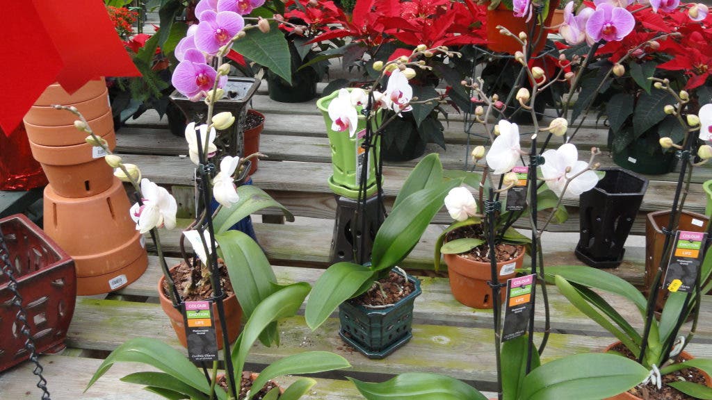 15 Shopping Days Left Daisy Garden Offers More Than Just Plants