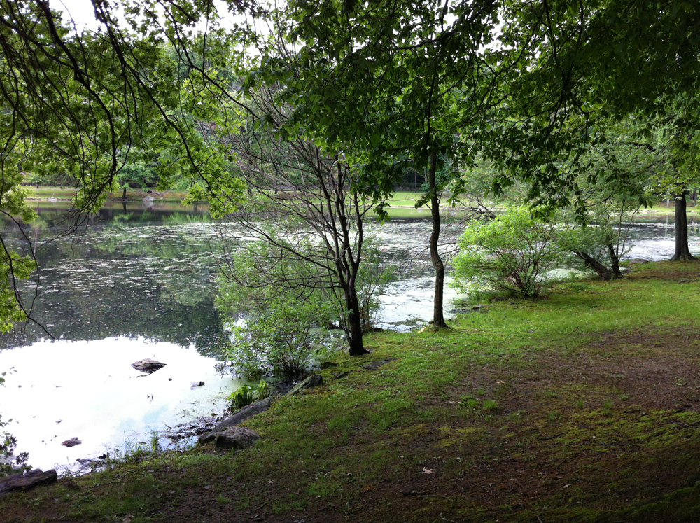 Herbicide Treatments at Two New Rochelle Lakes | New Rochelle, NY Patch