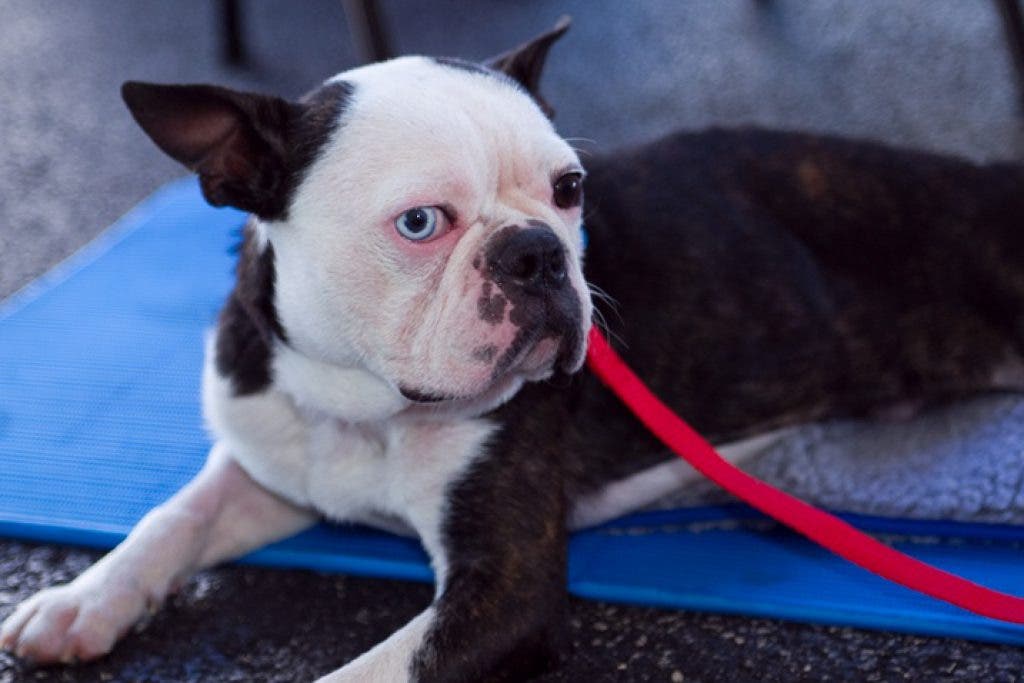 shih tzu rescue homer glen il