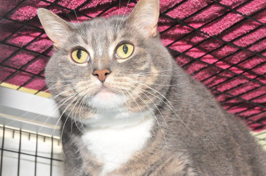 Police, SPCA Looking for Cat Killer in E. Patchogue | Patchogue, NY Patch