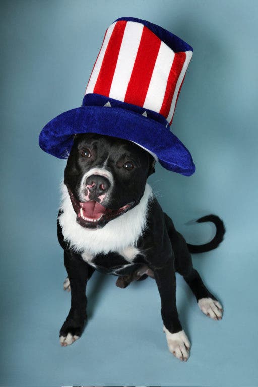 Keeping Your Pet Safe for 4th of July