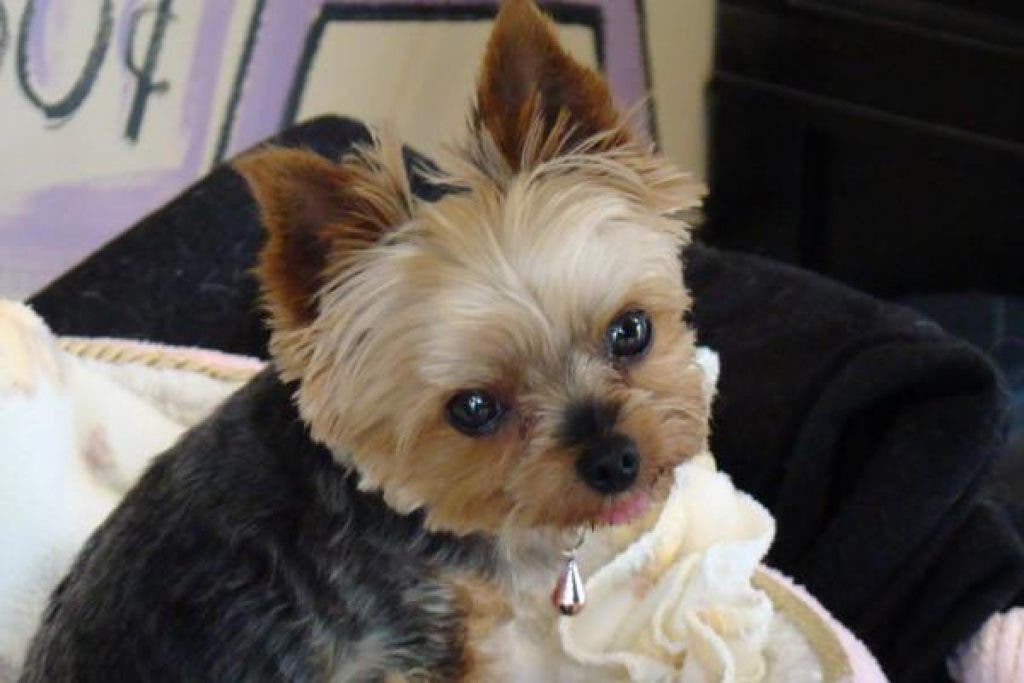 Potty Training Small Dogs 101 Shelby, MI Patch