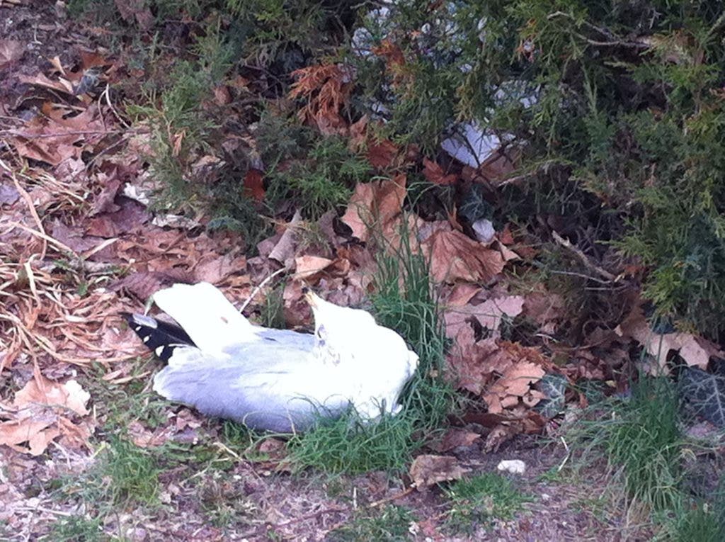 Northport Police Blotter Injured Seagull, Youths on the Loose and More