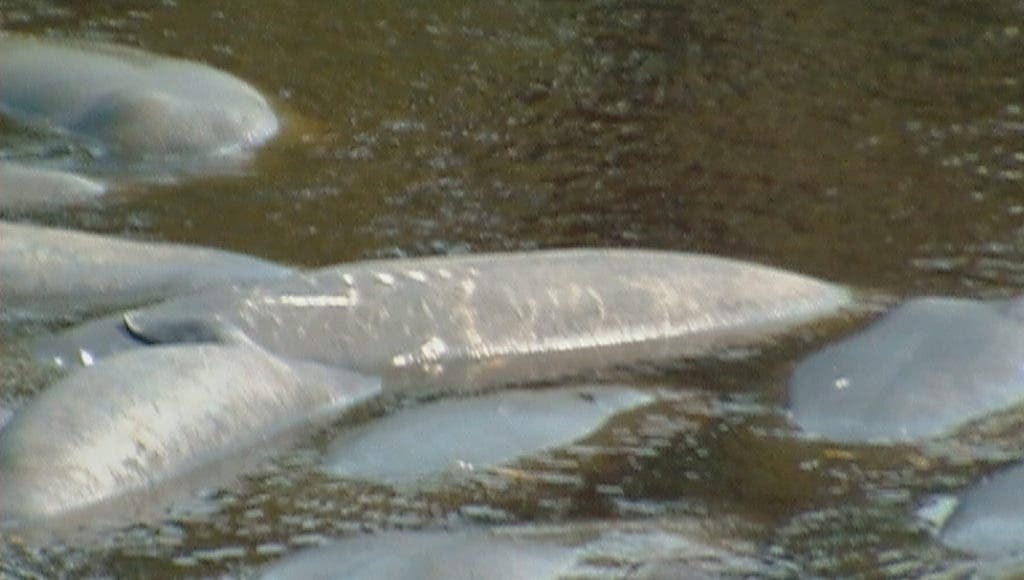 Manatees Mating Habits