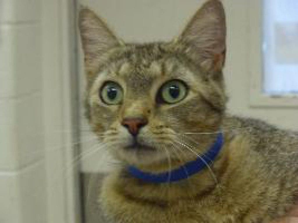Pet of the Day: Tiger