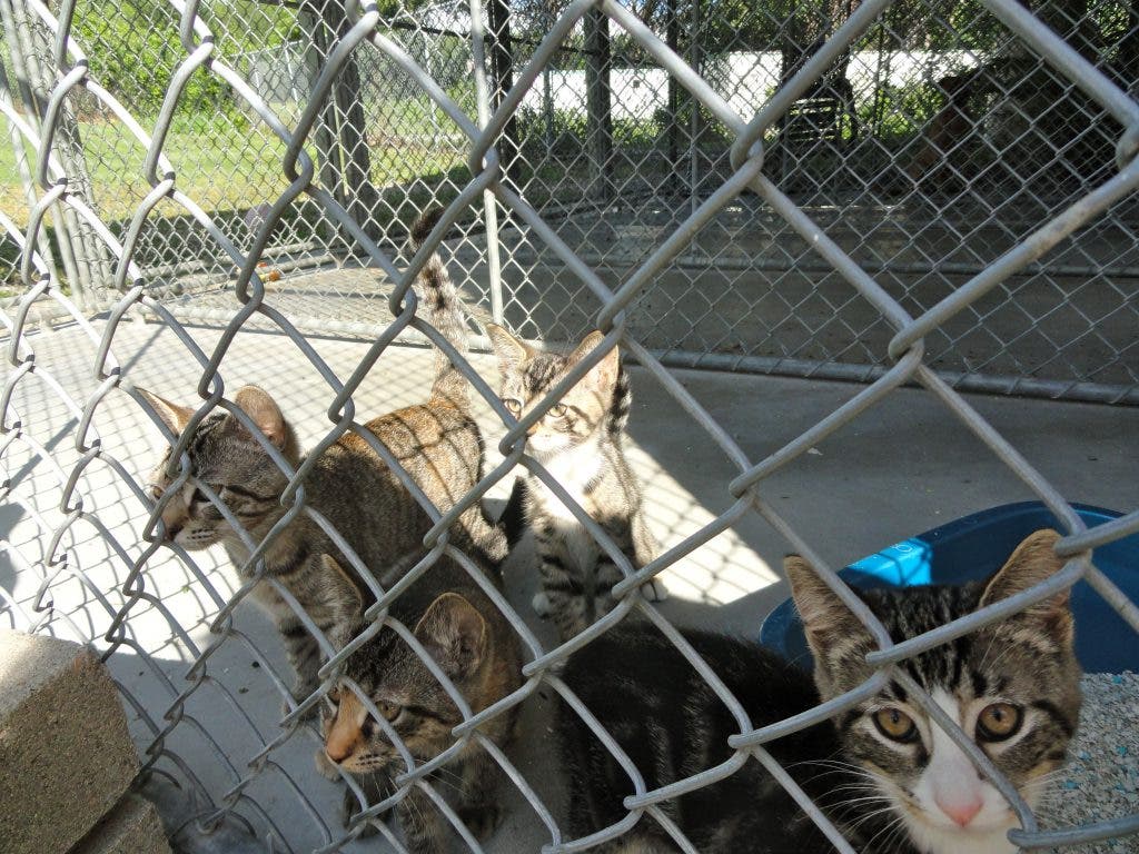 News and Needs from the Montville Animals Shelter Montville, CT Patch