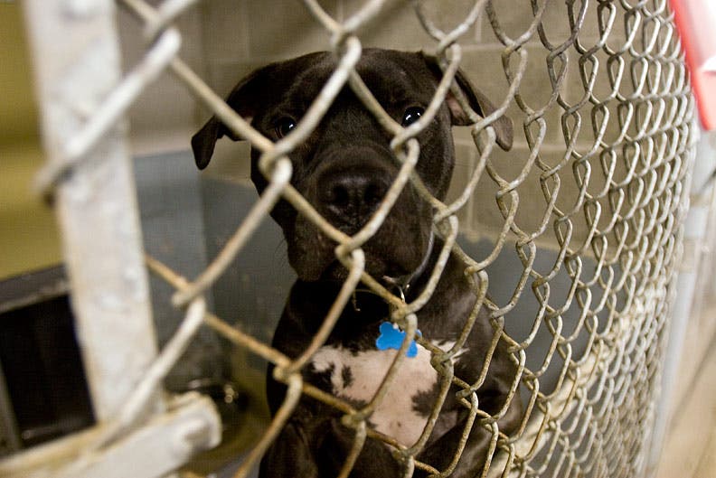 A Rocky Road For A New Animal Shelter Waterford, CT