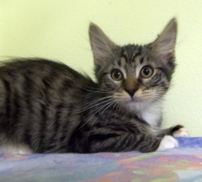 Kittens for adoption! | Woodbridge, VA Patch