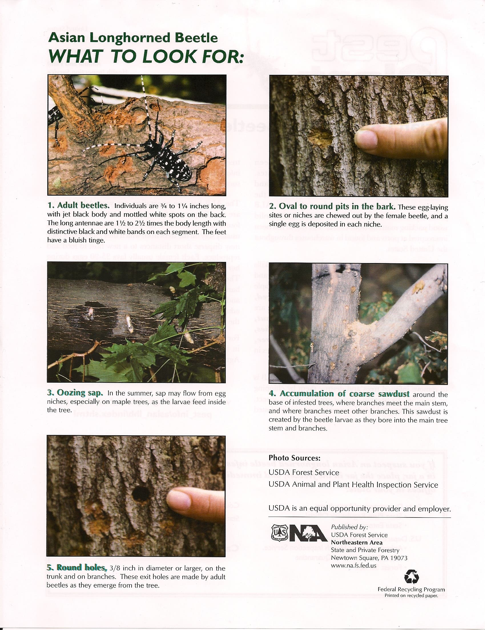 August is Asian Longhorned Beetle Awareness Month | Brookline, MA Patch
