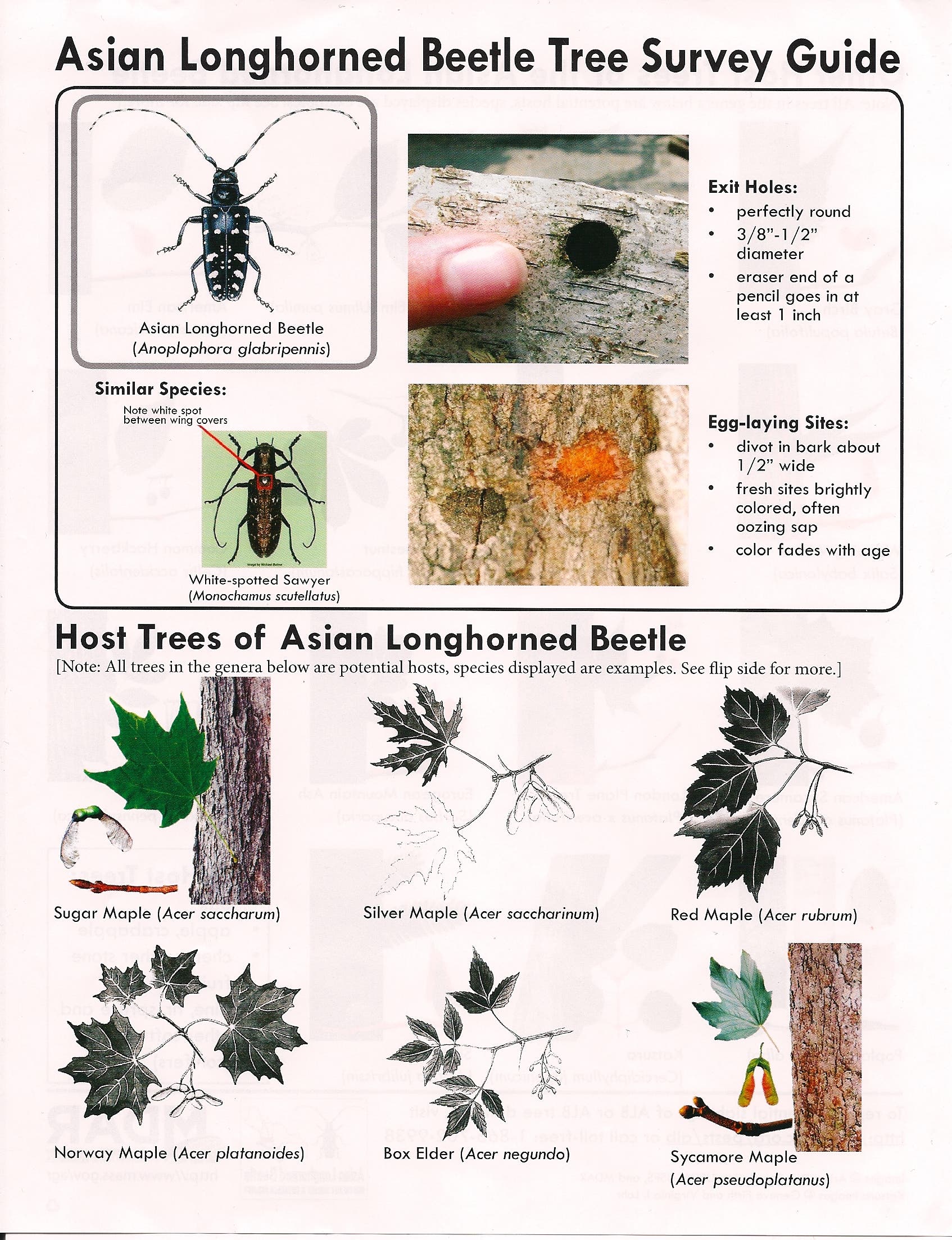August is Asian Longhorned Beetle Awareness Month | Brookline, MA Patch
