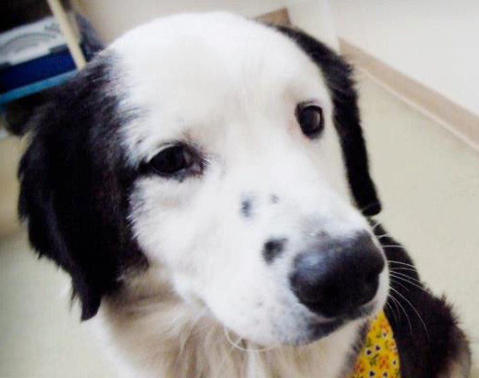Special Border Collie Steals Hearts